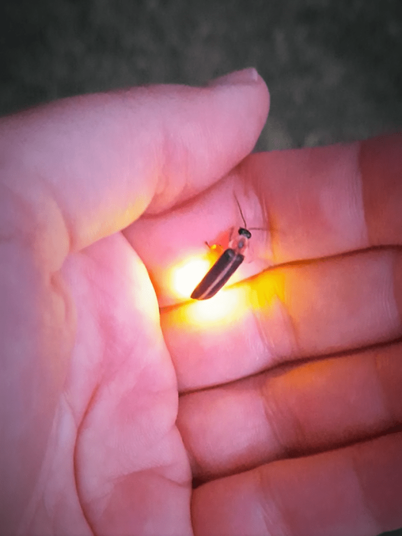 A glowing firefly sitting on a hand. Photo by Melissa Reckner