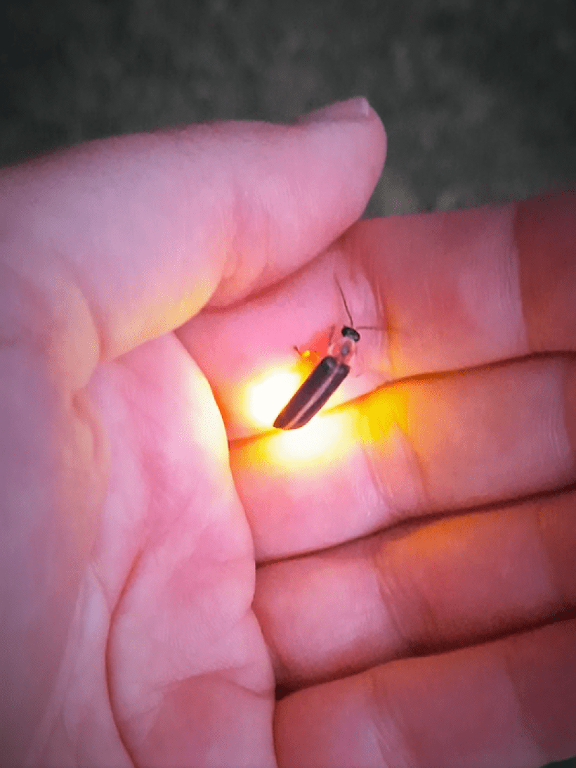 Firefly