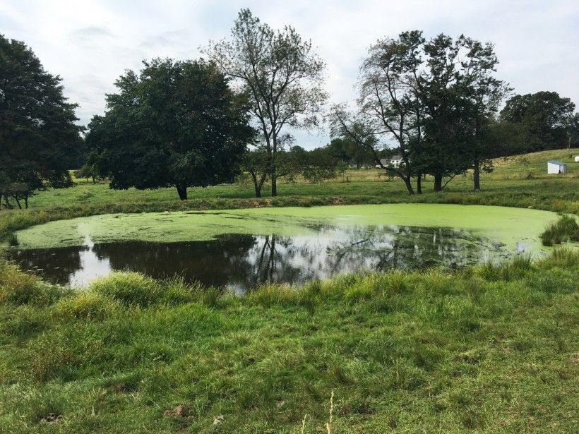 With no vegetation planted around the edge other than grass, a pond is susceptible to excessive surface growth. 