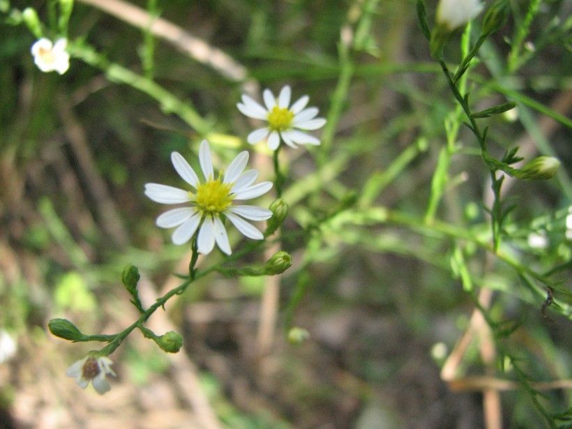 Serpentine aster (Symphotricum depauperatum)