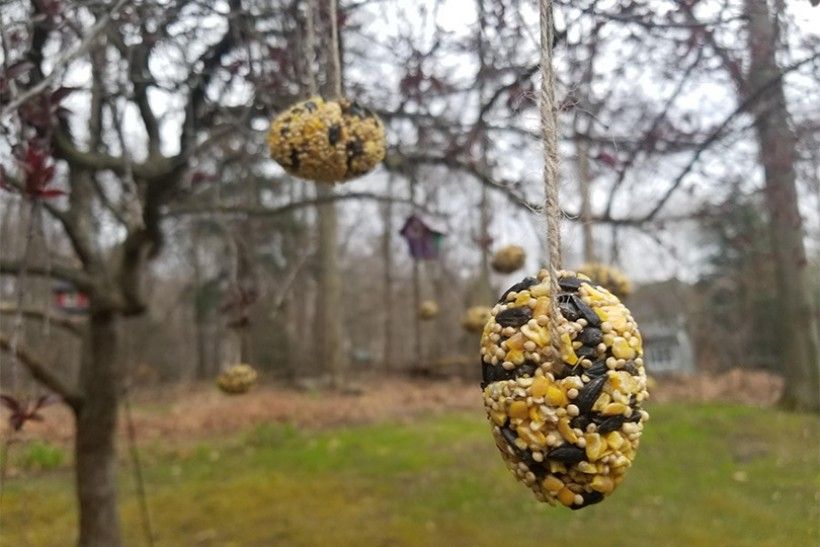 birdseed eggs