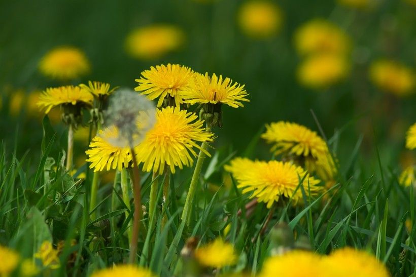 Close up of yellow dandelion flowers growing in the grass. Image by Hans Linde from Pixabay.