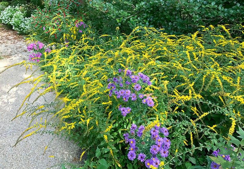 native plants