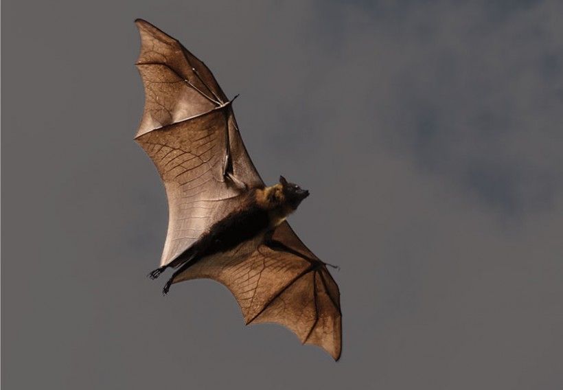 bat