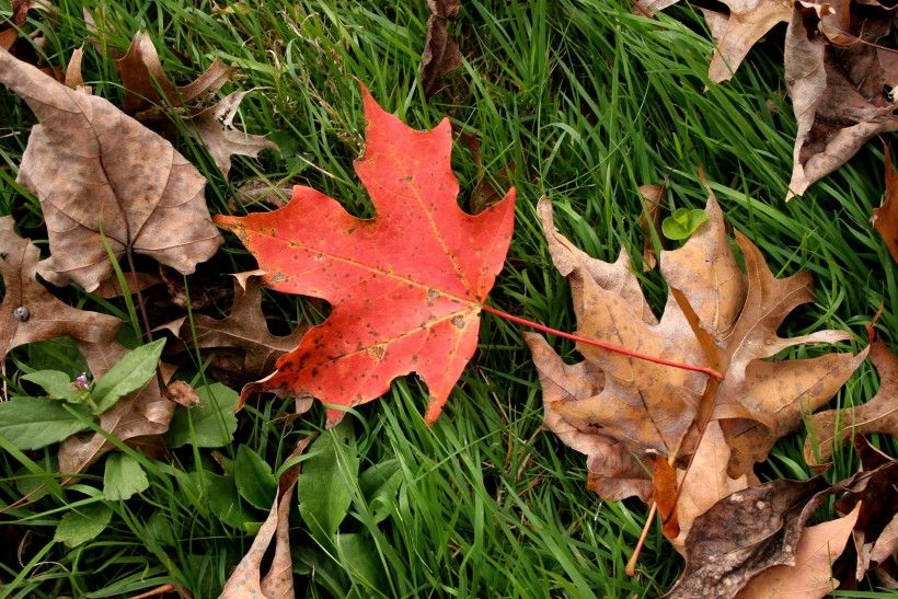 Leaf close-up