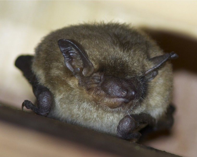 Little Brown Bat roosting at Waterloo Mills Preserve. Photo courtesy of Holly Merker.