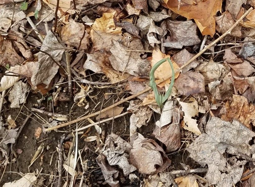 Deer-browsed Puttyroot leaf. Photo by Grant Folin, Brandywine Conservancy.