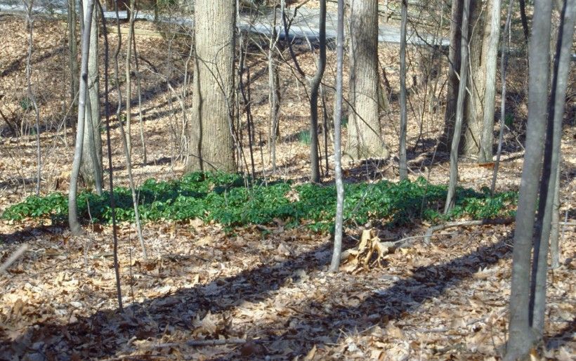 Invasive Species Spotlight Japanese Pachysandra Pachysandra Terminalis Brandywine Conservancy And Museum Of Art Invasive Species Spotlight Japanese Pachysandra Pachysandra Terminalis Brandywine Conservancy And Museum Of Art