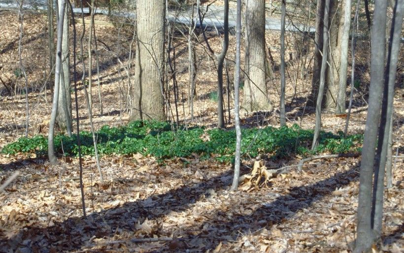 Japanese pachysandra invading woodland interior. (Jill Swearingen, USDI National Park Service, Bugwood.org)