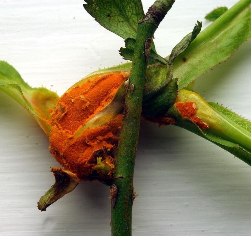 Rose rust. Photo by Velella, via Wikimedia Commons.