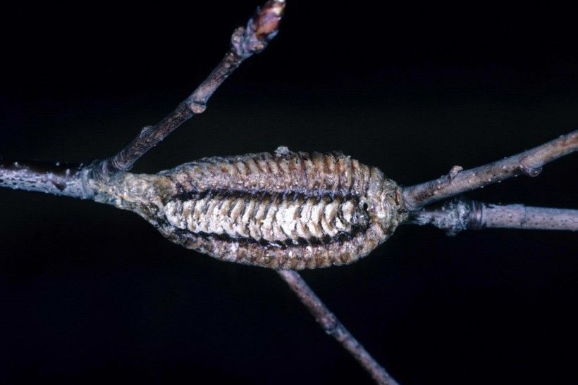 Carolina mantis ootheca. Image: Lacy L. Hyche, Auburn University, Bugwood.org 