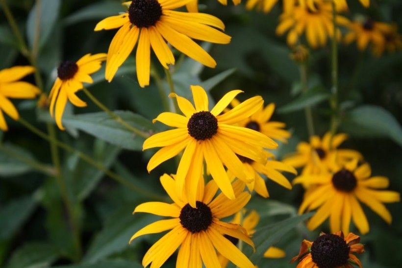 Black-eyed susan