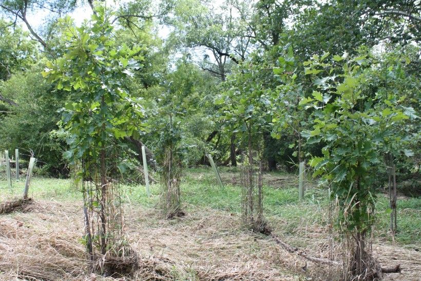 Maturing Riparian Buffer 