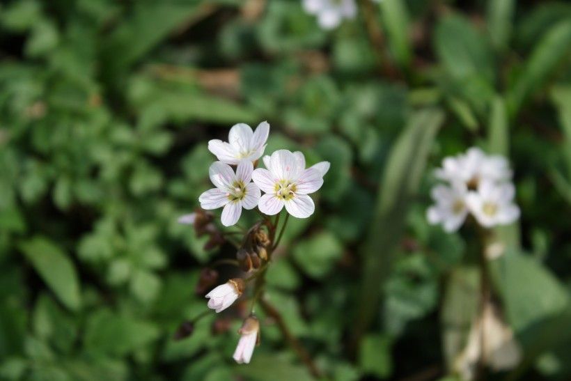 Spring beauty has a pink/white flower above grass-shaped leaves.