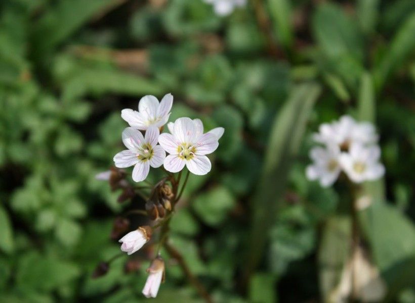 Spring beauty (Claytonia virginica) is a “spring ephemeral,” a group of wildflowers whose leaves emerge before trees leaf out to take advantage of bright sunlight. 
