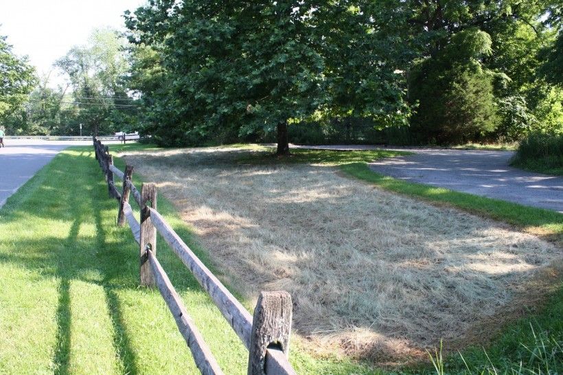 The same planting site, several weeks after the herbicide application.	