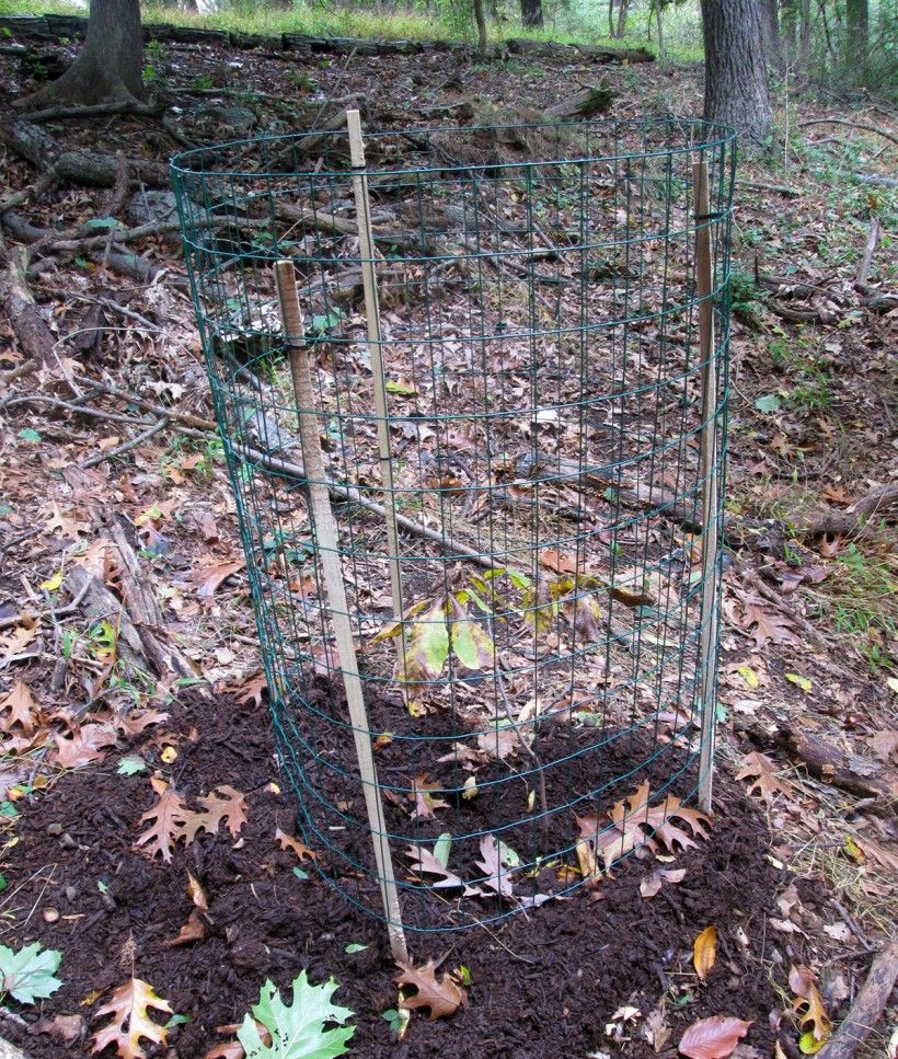 Newly planted hickory in 2017 (note three-foot-high fence). Oak leaves are from existing mature tree.