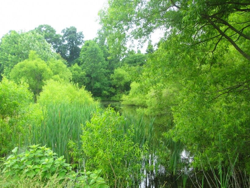 A healthy pond with a thick vegetative buffer. 