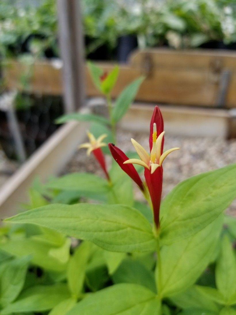 Indian pink (Spigelia marilandica)