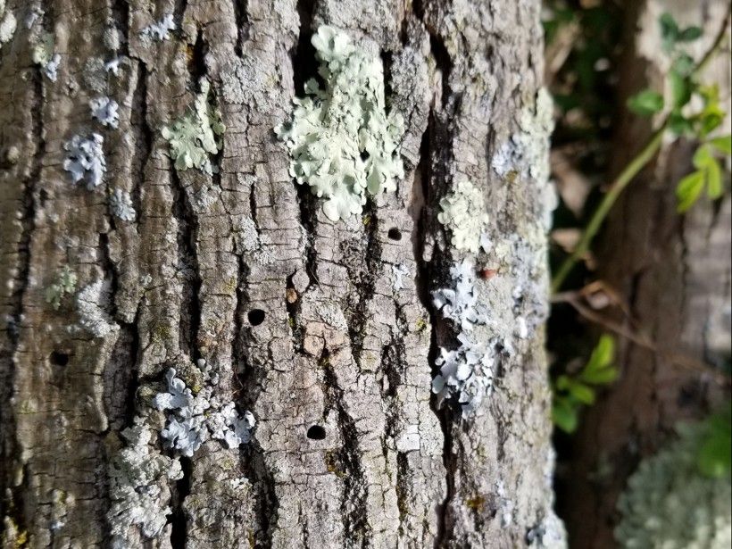 Emerald Ash Borer larvae leave distinctive D-shaped exit holes in ash trees. Photo by Melissa Reckner.