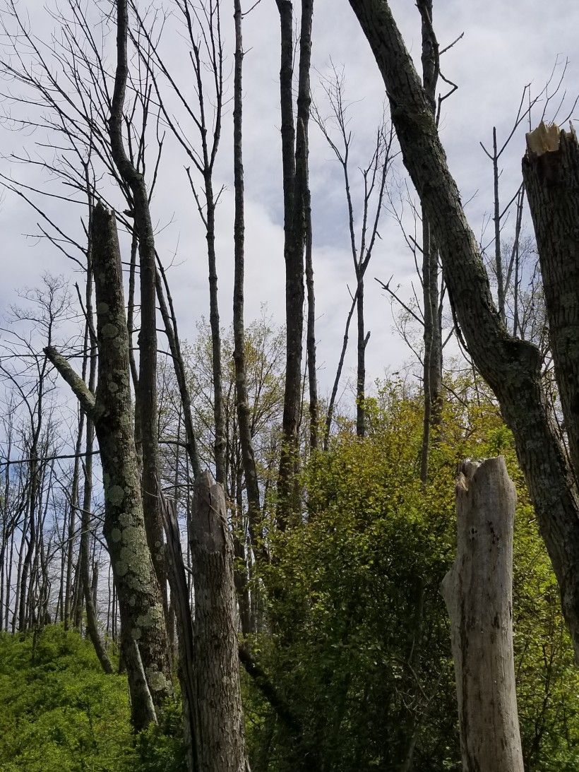 A stand of dead ashes after EAB has passed through. Photo by Melissa Reckner.