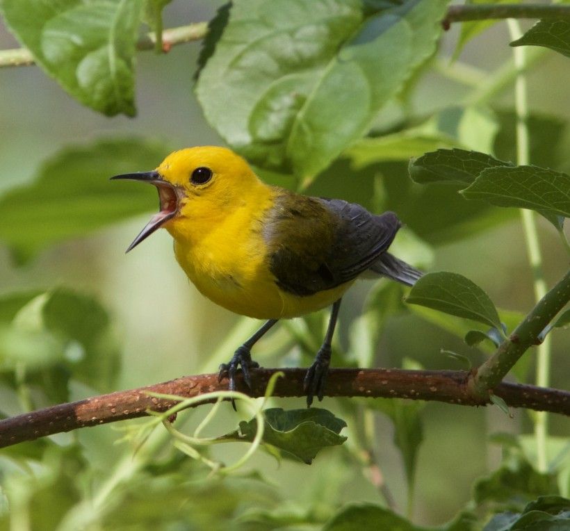 Prothonotary warbler by Holly Merker. All rights reserved.