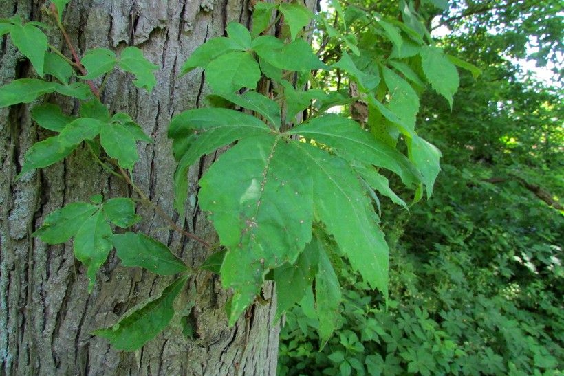 Virginia Creeper (note 5 leaves, smooth vine). Photo by Chris Light, via Wikimedia Commons.