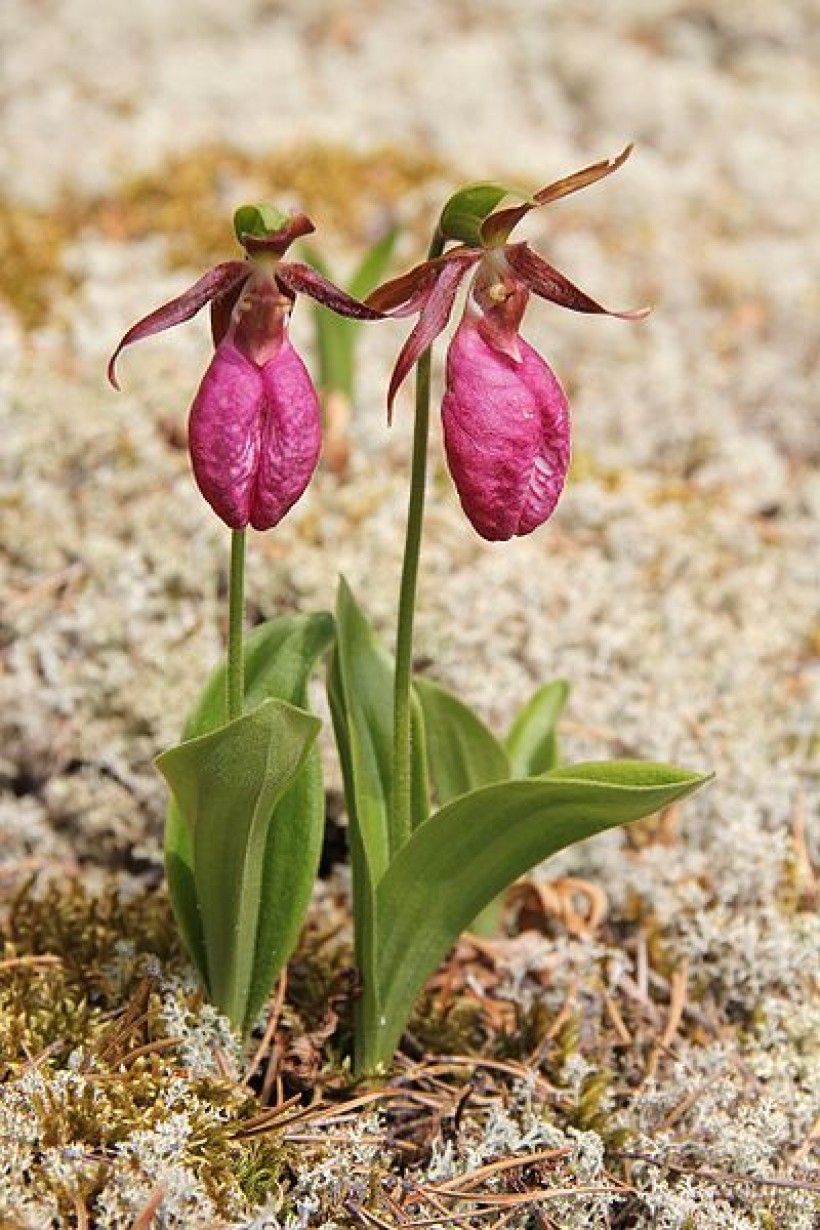 Pink lady’s slipper (Cypripedium acaule). Image via Wikimedia Commons.