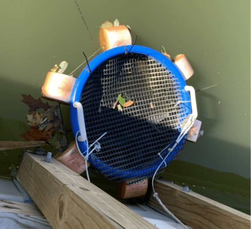 The Discovery Center in Philadelphia is doing one step in the process of growing mussels for the Mussels for Clean Water Initiative. Here, a makeshift cage made out of recycled materials holds a cluster of mussels.