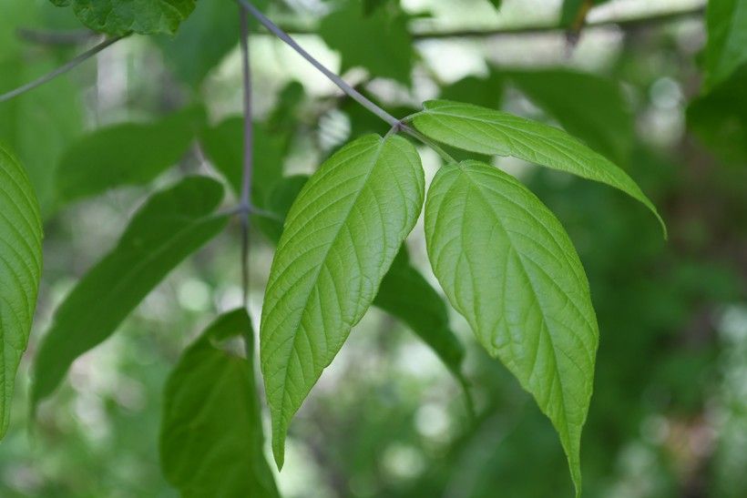 Box elder leaves; note smooth/fuzzy stem. Photo by Susan Charkes.