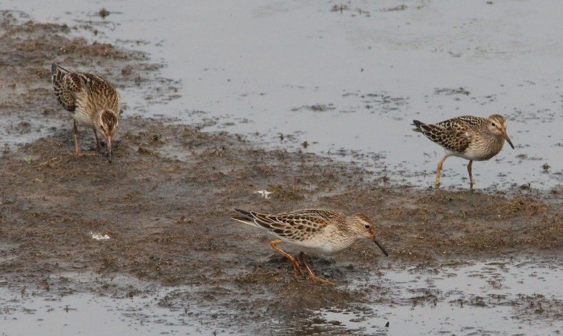 Pectoral sandpipers, by Holly Merker. All rights reserved.
