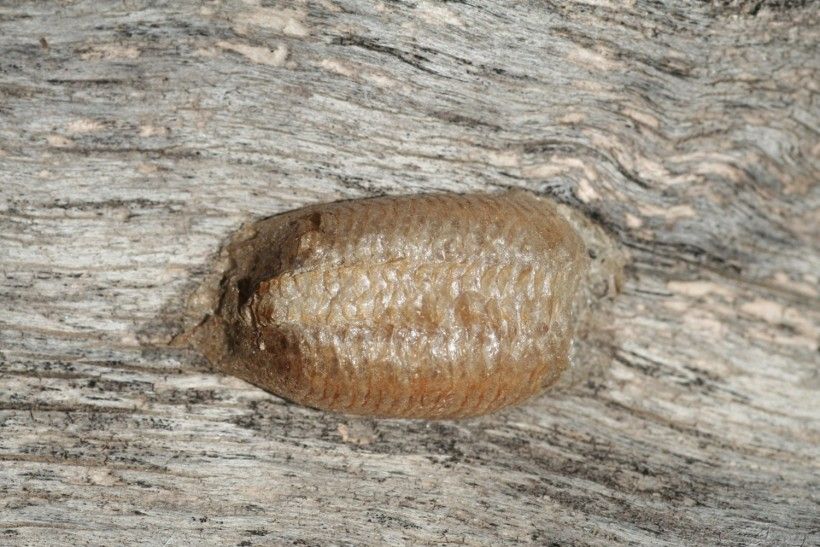 European mantis ootheca. Image: Whitney Cranshaw, Colorado State University, Bugwood.org