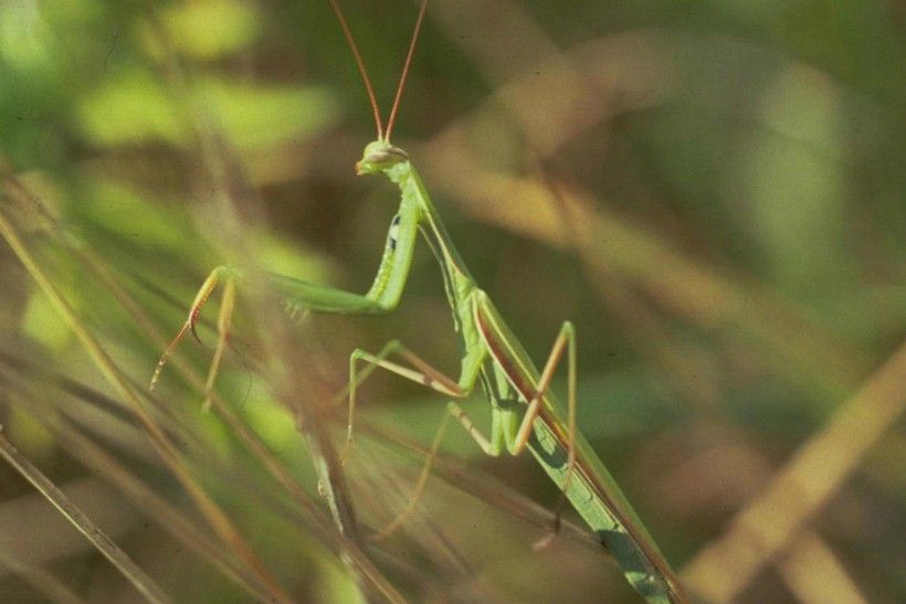 European mantis (Mantis religiosa), Image: Whitney Cranshaw, Colorado State University, Bugwood.org European mantis (Mantis religiosa), Image: Whitney Cranshaw, Colorado State University, Bugwood.org