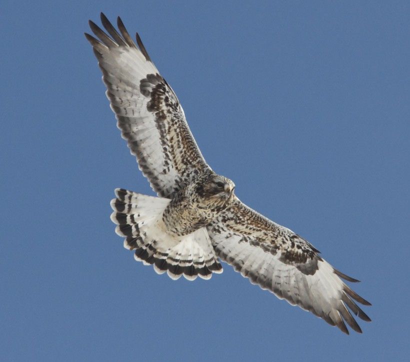 Rough-legged hawk, by Holly Merker. All rights reserved.