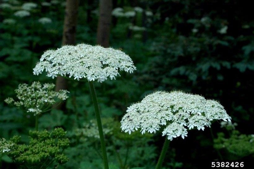 Common cowparsnip (Heracleum maximum) flowers.