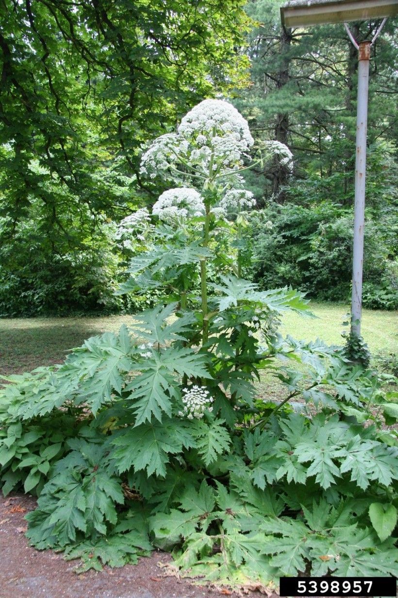 Giant hogweed (Heracleum mantegazzianum). 