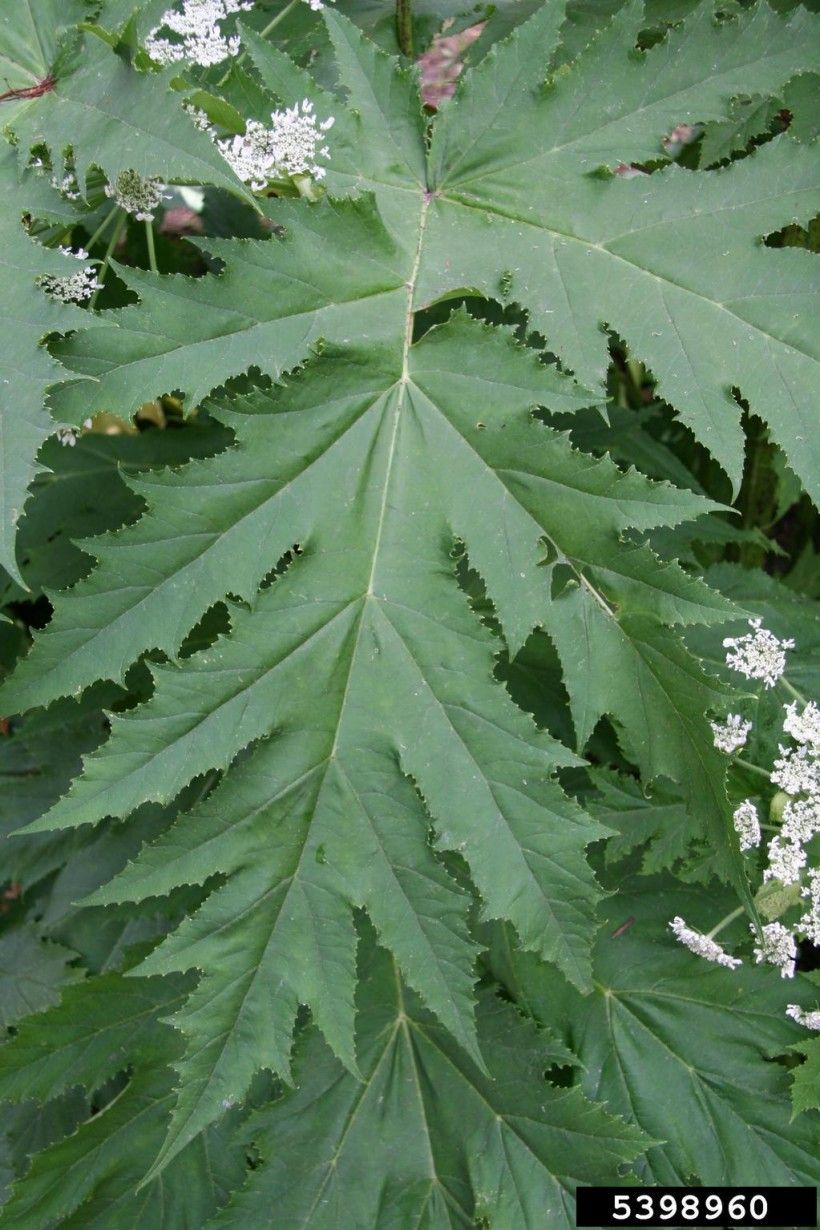 Giant hogweed foliage.