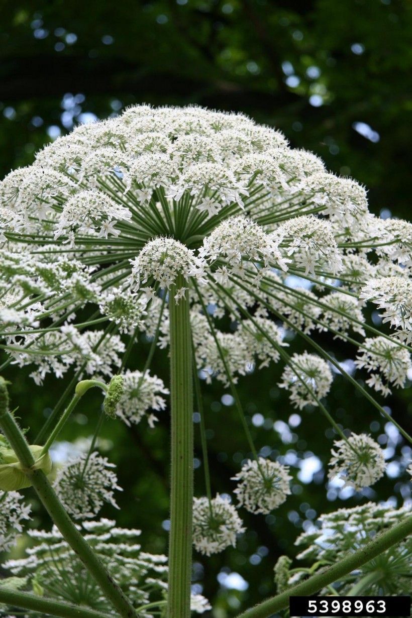 Giant hogweed flowers.