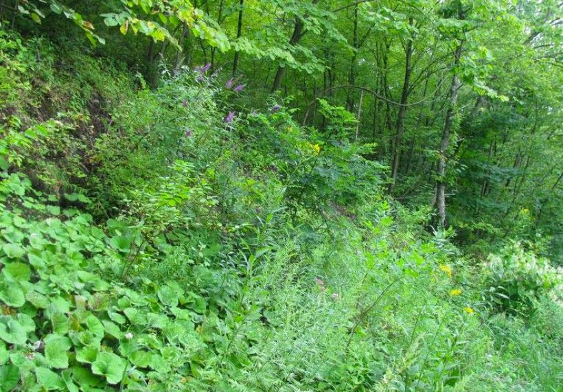 Butterfly Bush infestation in natural area. Photo by Leslie J. Mehrhoff, University of Connecticut, Bugwood.org 