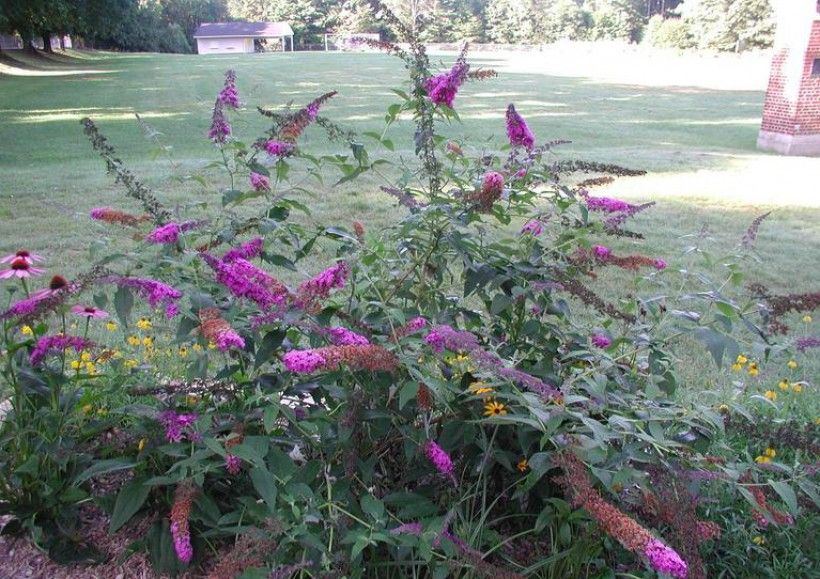 Butterfly Bush (Buddleja davidii) in flower (surrounded by native wildlfowers). Photo by Leslie J. Mehrhoff, University of Connecticut, Bugwood.org 