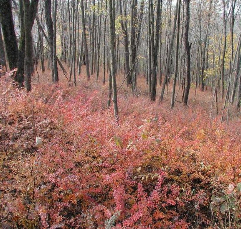 Japanese barberry (Berberis thunbergia) infestation in a natural area