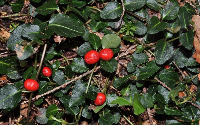 Patridgeberry, Mitchella repen. (William M. Ciesla, Forest Health Management International, Bugwood.org)