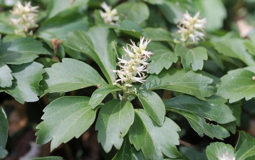 White flower spikes bloom in early spring. (Rob Routledge, Sault College, Bugwood.org)