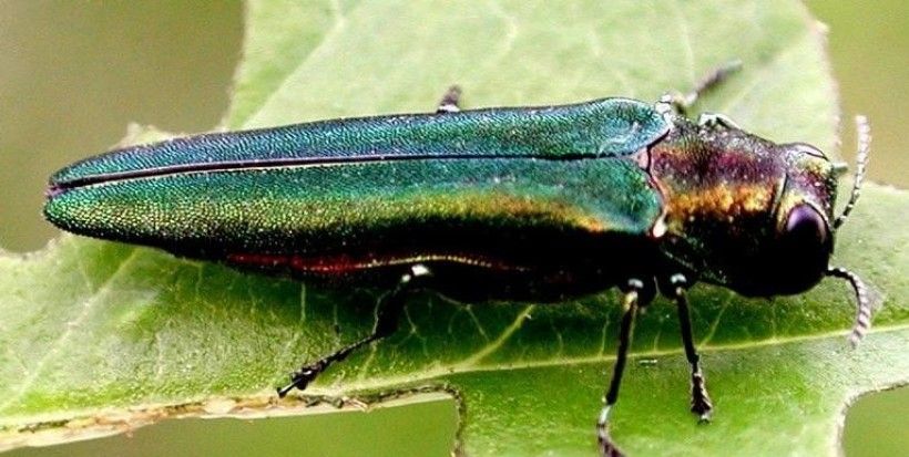 Emerald Ash Borer (Agrilus planipennis). Photo: Leah Bauer, USDA Forest Service Northern Research Station, Bugwood.org Emerald Ash Borer (Agrilus planipennis). Photo: Leah Bauer, USDA Forest Service Northern Research Station, Bugwood.org