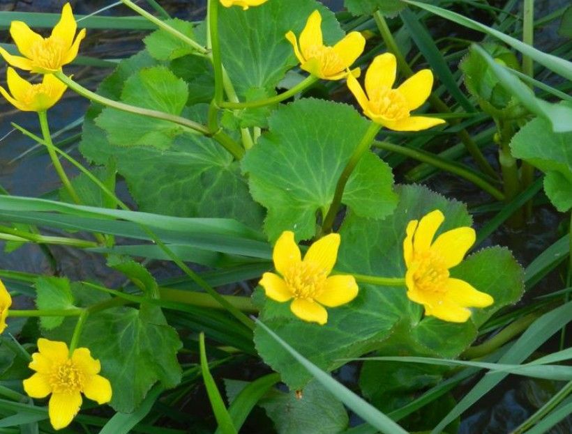 Native marsh marigold (Caltha palustris) flowers. Brett Marshall, Sault College, Bugwood.org