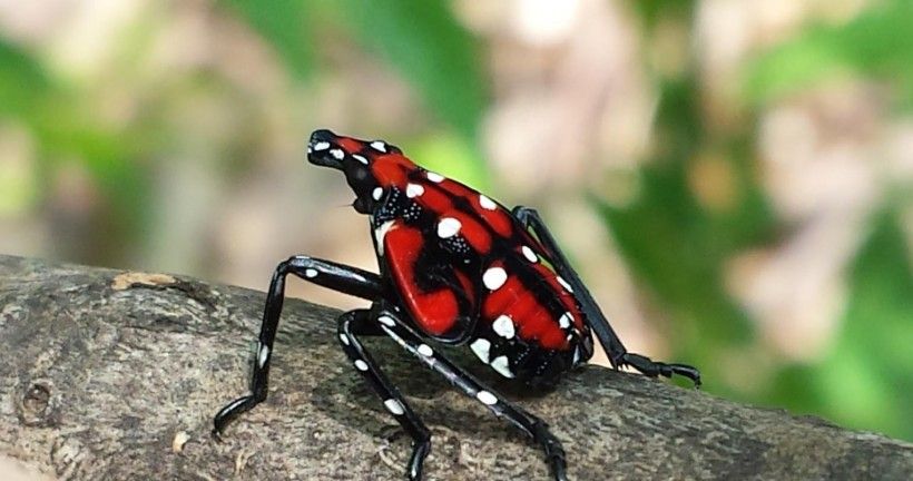 Late nymph phase of spotted lanternfly. Photo by Lawrence Barringer, Pennsylvania Department of Agriculture, Bugwood.org.
