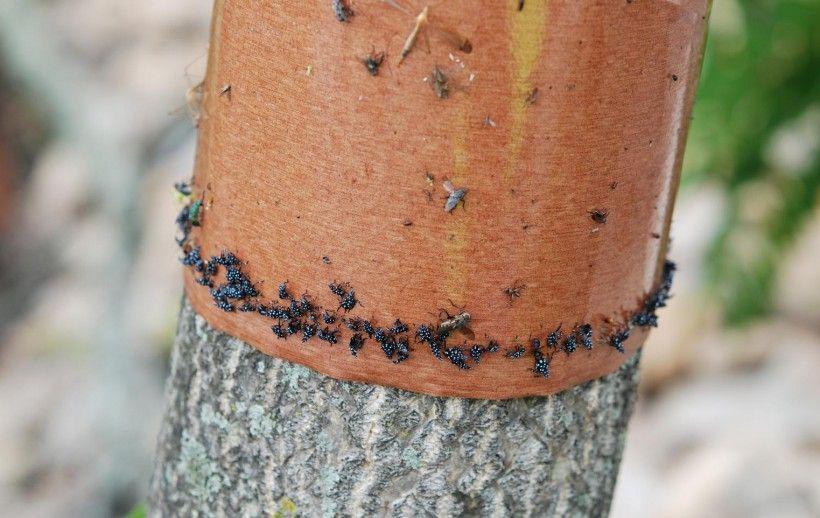 Early nymph phase spotted lanternfly stuck on sticky band. Photo by Lawrence Barringer, Pennsylvania Department of Agriculture, Bugwood.org.