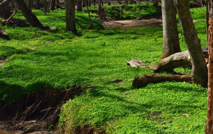 Blanket of lesser celandine. David L. Clement, University of Maryland, Bugwood.org 