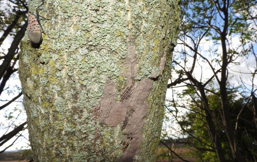 Spotted lanternfly egg mass. Photo by Richard Gardner, Bugwood.org.