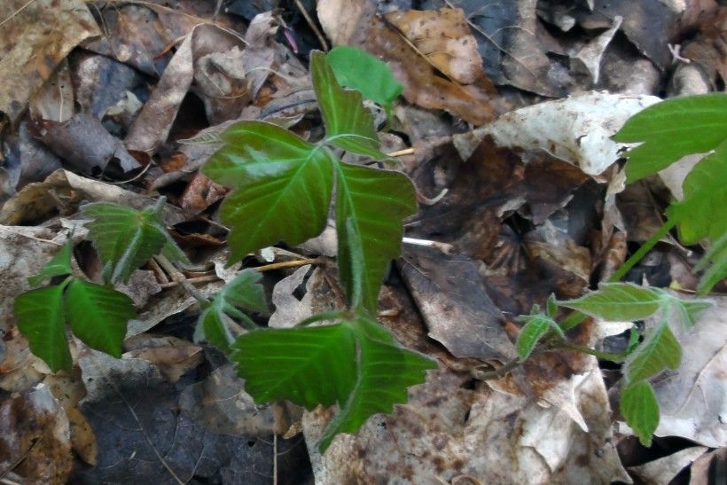 Young poison ivy plant. Photo by R.A. Nonenmacher, via Wikimedia Commons.